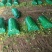 济南商河大量供应西芹，品质优。可按需求包装分拣。