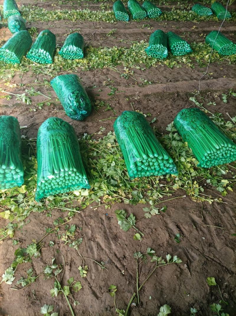 济南商河大量供应西芹，品质优。可按需求包装分拣。