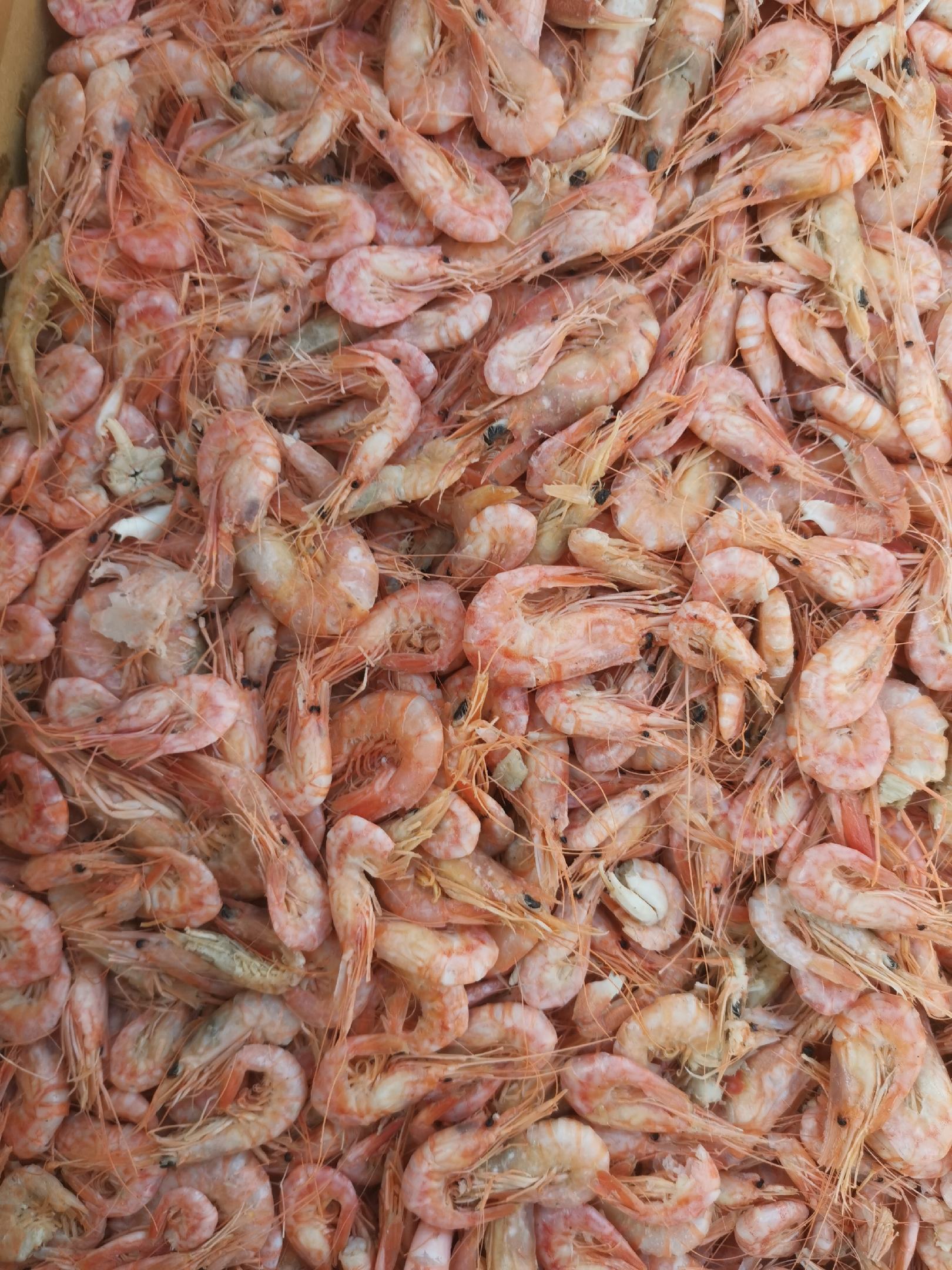 [批发]【一手货源】渤海湾特产小红虾,海水虾国产虾,7