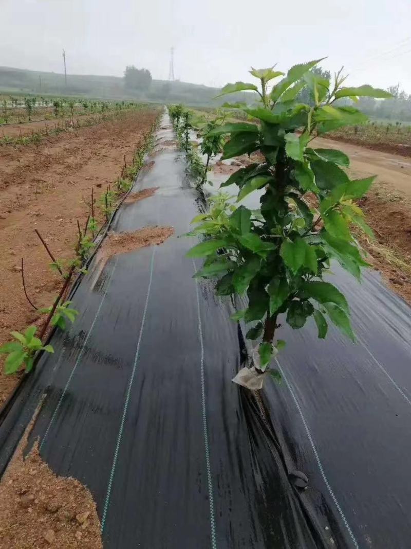 防草布，打孔防草布，打孔地膜