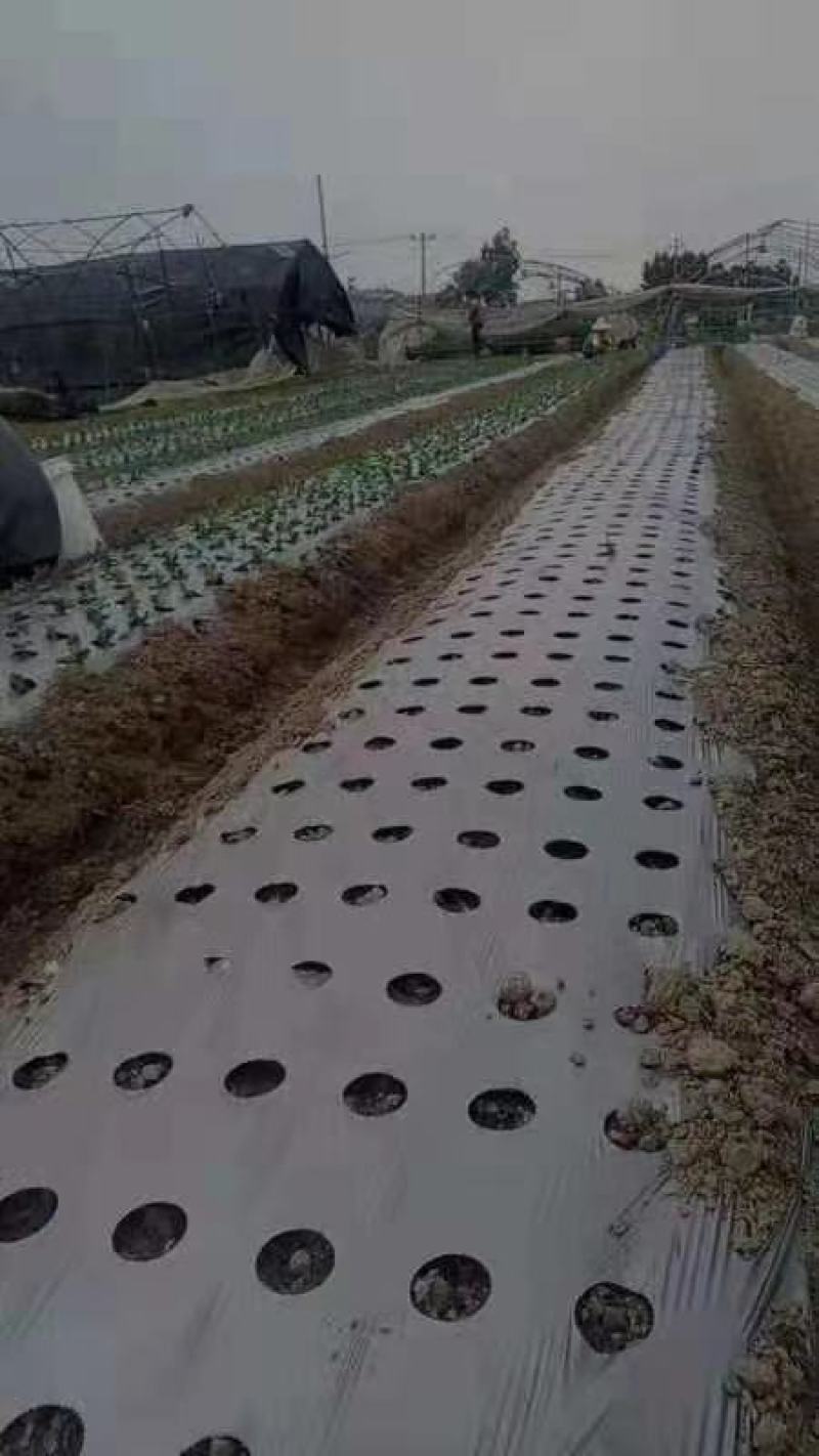 防草布，打孔防草布，打孔地膜
