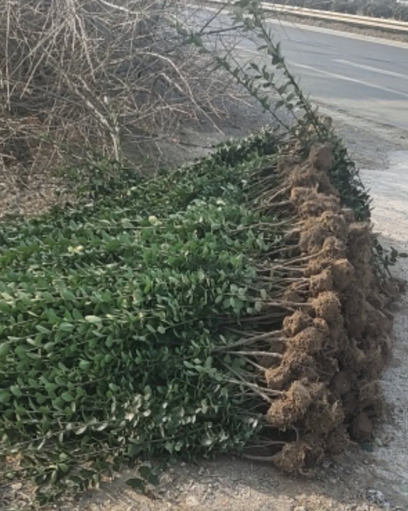 精品北海道黄杨有要的联系我，大小规格齐全，有要的下单发货