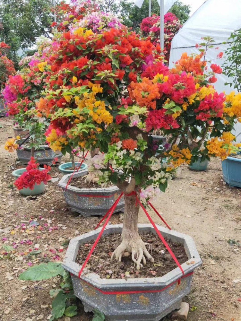 多色三角梅五雀梅种植基地大量现货批发价格