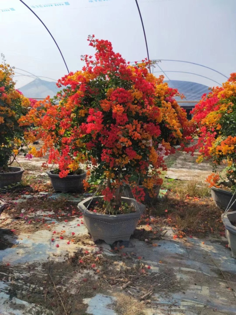 多色三角梅五雀梅种植基地大量现货批发价格