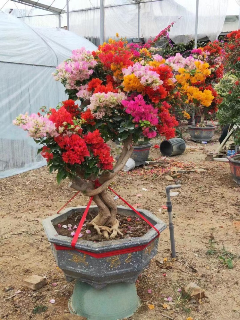 多色三角梅五雀梅种植基地大量现货批发价格