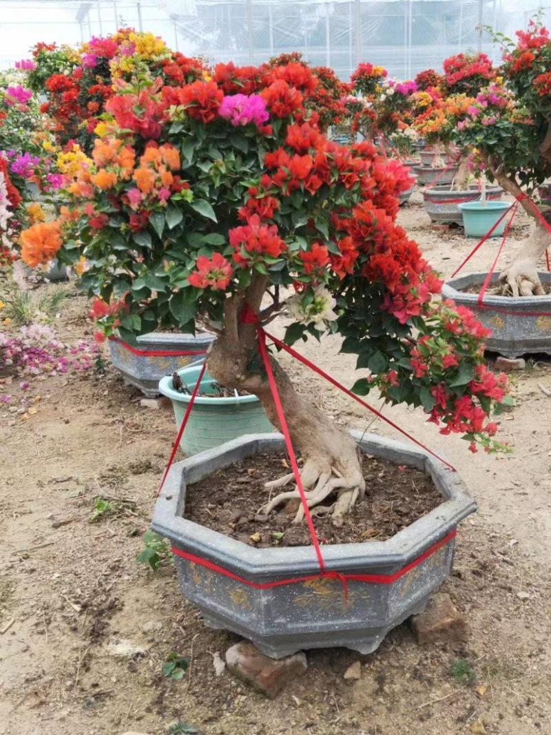 多色三角梅五雀梅种植基地大量现货批发价格