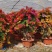 多色三角梅五雀梅种植基地大量现货批发价格