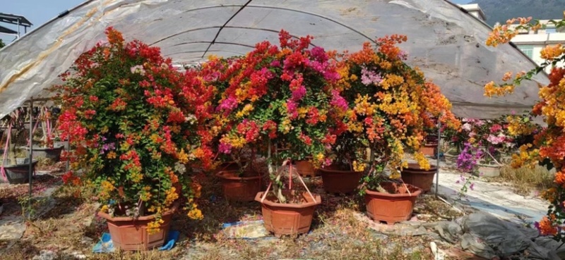 多色三角梅五雀梅种植基地大量现货批发价格