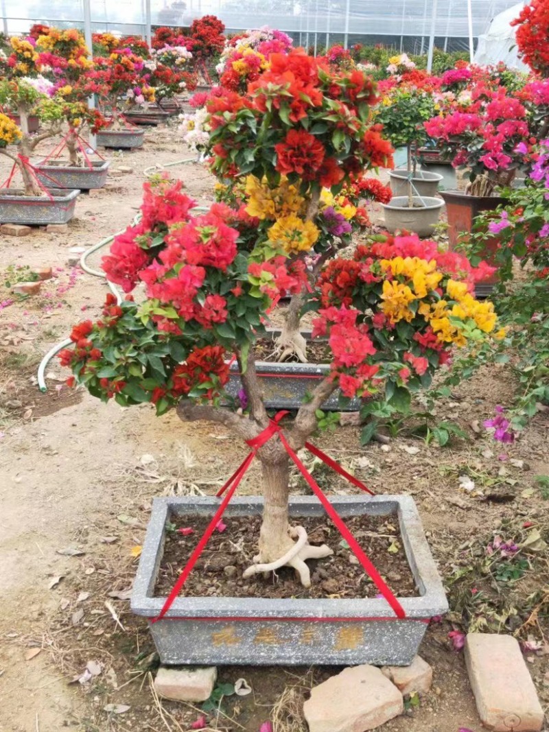 多色三角梅五雀梅种植基地大量现货批发价格