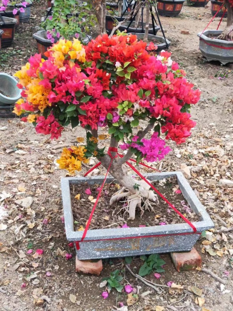 多色三角梅五雀梅种植基地大量现货批发价格