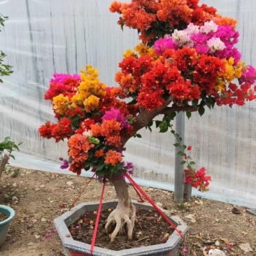 多色三角梅五雀梅种植基地大量现货批发价格