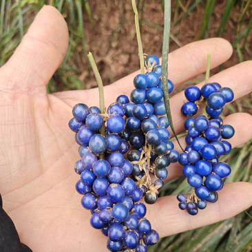 蓝麦冬种子，出售麦冬苗。绿化和工程。基地直供。