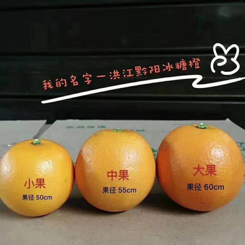 湖南省黔阳优质冰糖橙，果肉鲜嫩，甜度高，老少喜爱送礼佳品