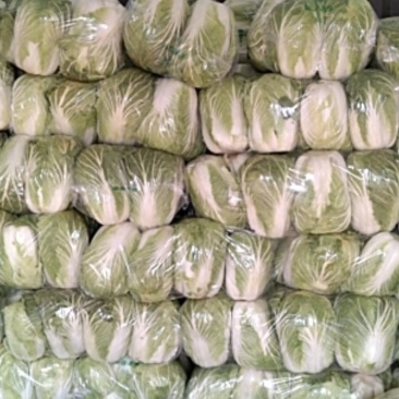 白菜，大白菜，青杂三号白菜，北京三号白菜耐寒耐运输