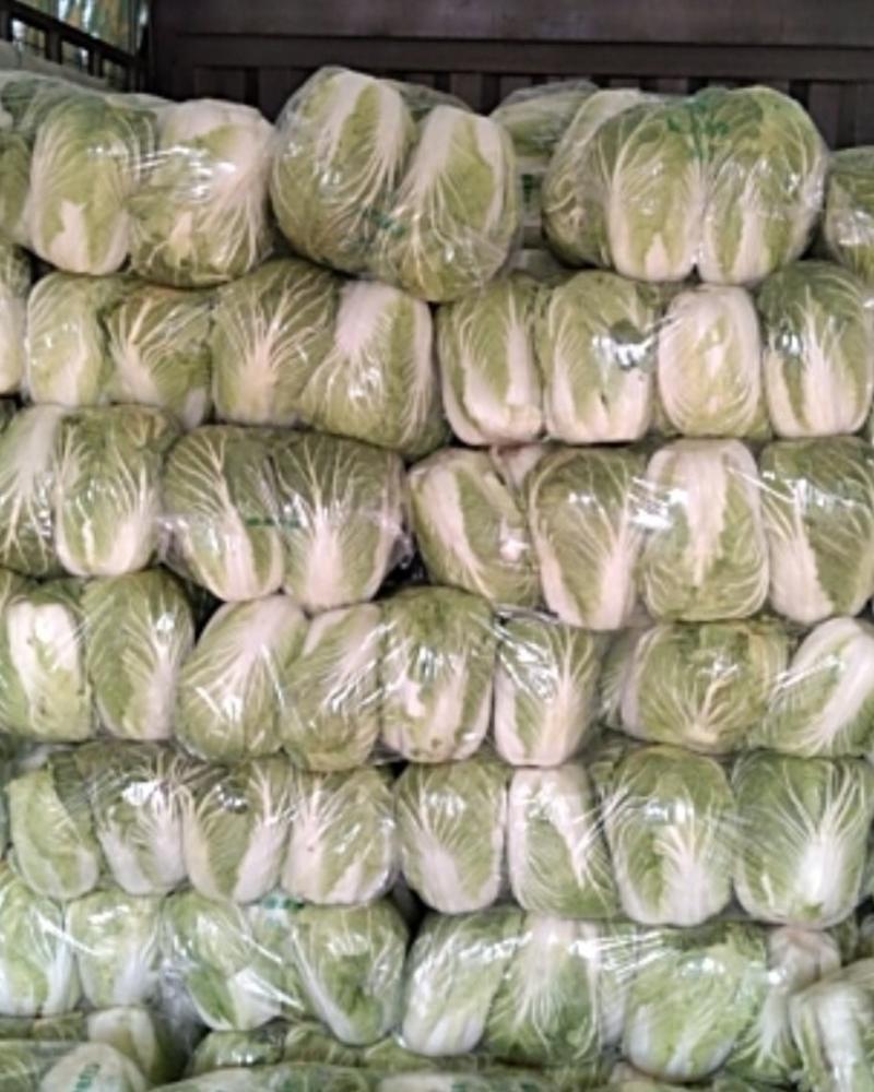 白菜，大白菜，青杂三号白菜，北京三号白菜耐寒耐运输