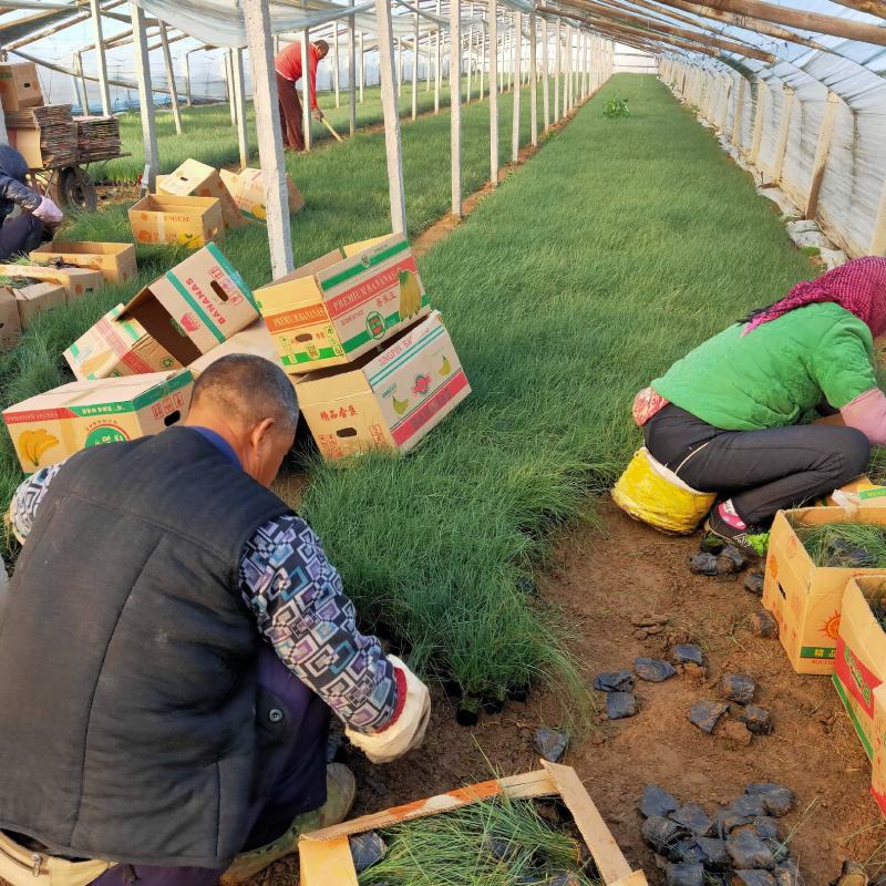 粉黛乱子草10000万亩大量出售，生产基地，基地直销价格