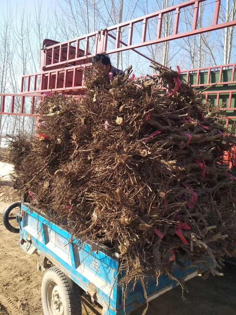 占地葡萄树，大量有货，包成活率免费技术指导