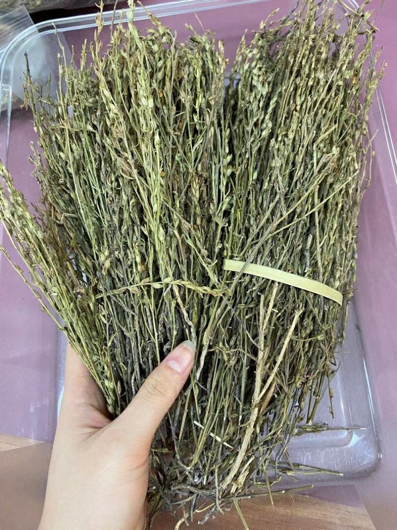 新到特惠独角金¥490一斤