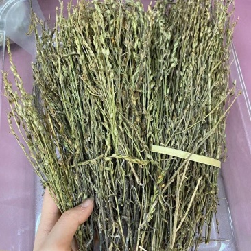 新到特惠独角金¥490一斤