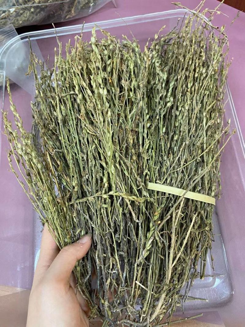 新到特惠独角金¥490一斤