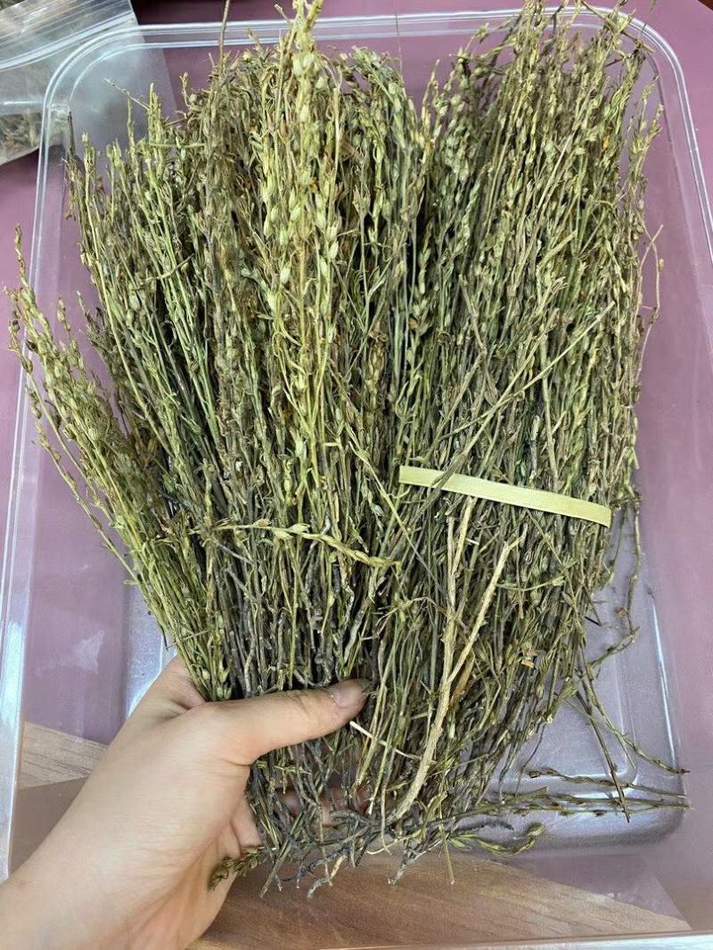 新到特惠独角金¥490一斤