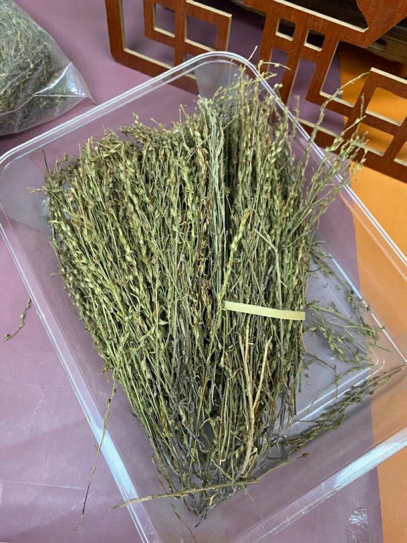 新到特惠独角金¥490一斤