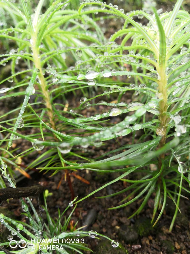 杉树苗刺杉苗一年生小苗、一手货源苗圃直发保质保量