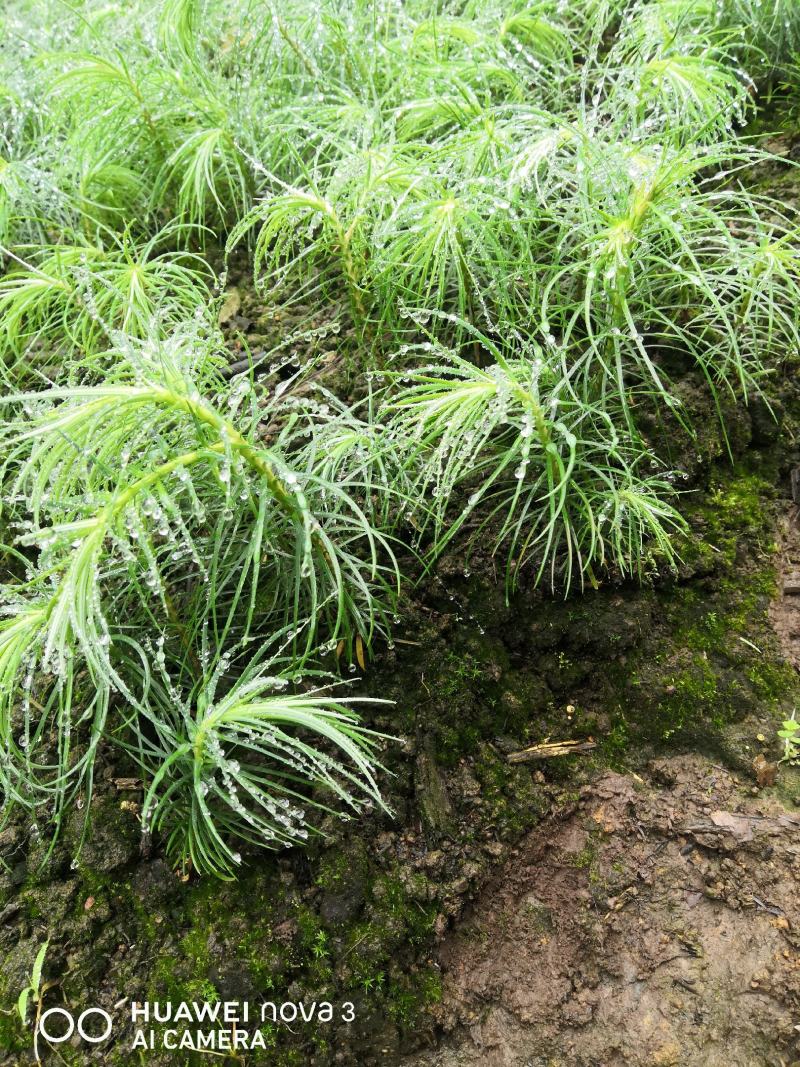 杉树苗刺杉苗一年生小苗、一手货源苗圃直发保质保量