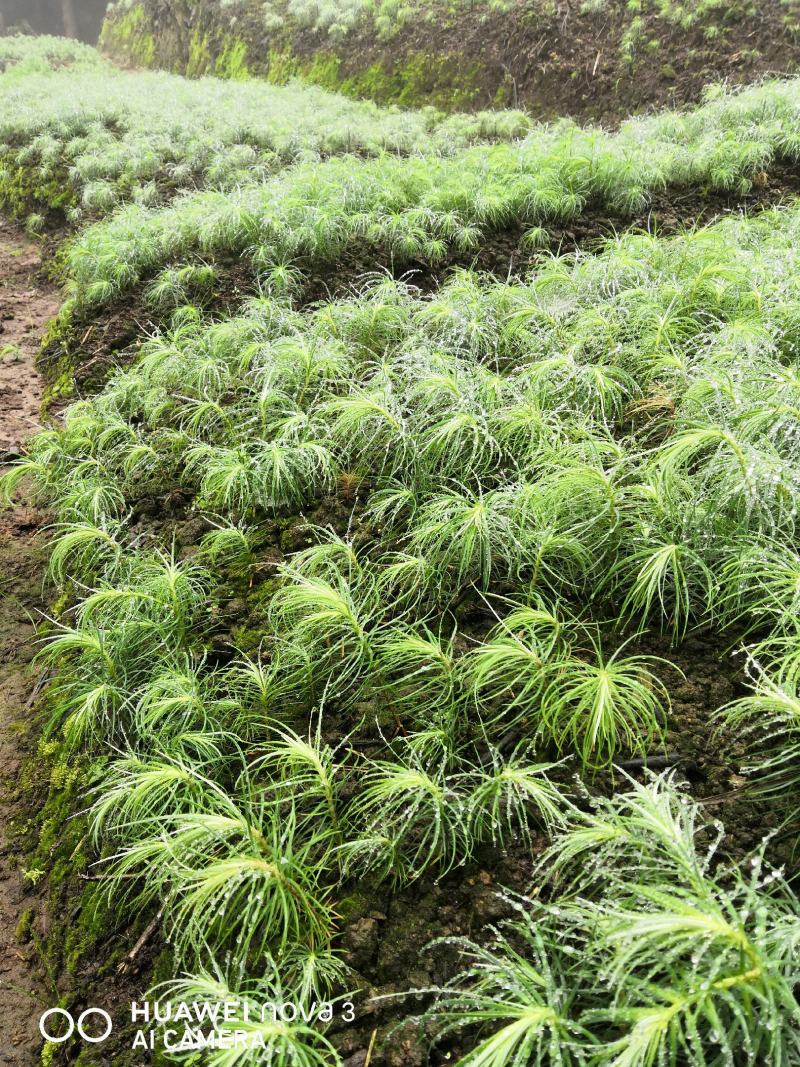 杉树苗刺杉苗一年生小苗、一手货源苗圃直发保质保量
