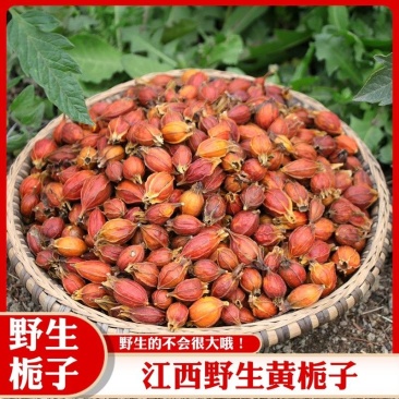 栀子正品江西栀子黄栀子非福建栀子含量达标可药检
