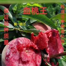 桃树苗血桃树苗自家基地种植保证正品死苗包赔欢迎