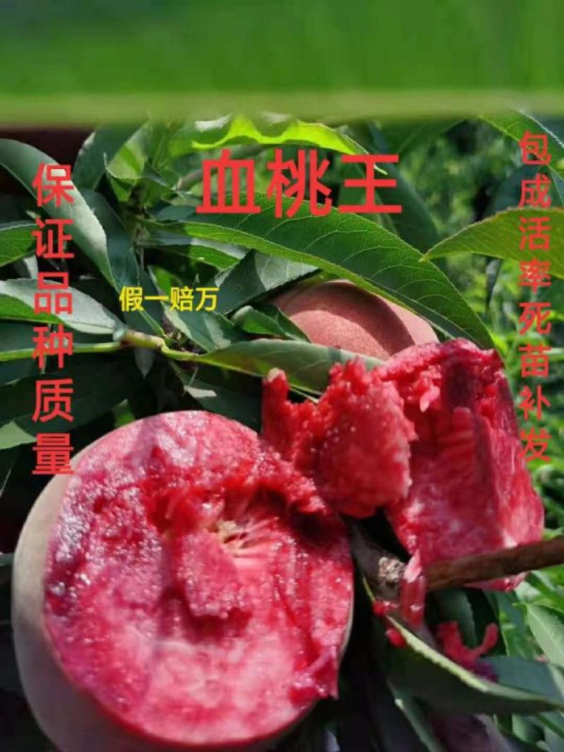 桃树苗血桃树苗自家基地种植保证正品死苗包赔欢迎