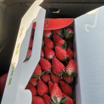 3斤装70元一盒不断货精选奶油草莓长期装盒和供应水果店