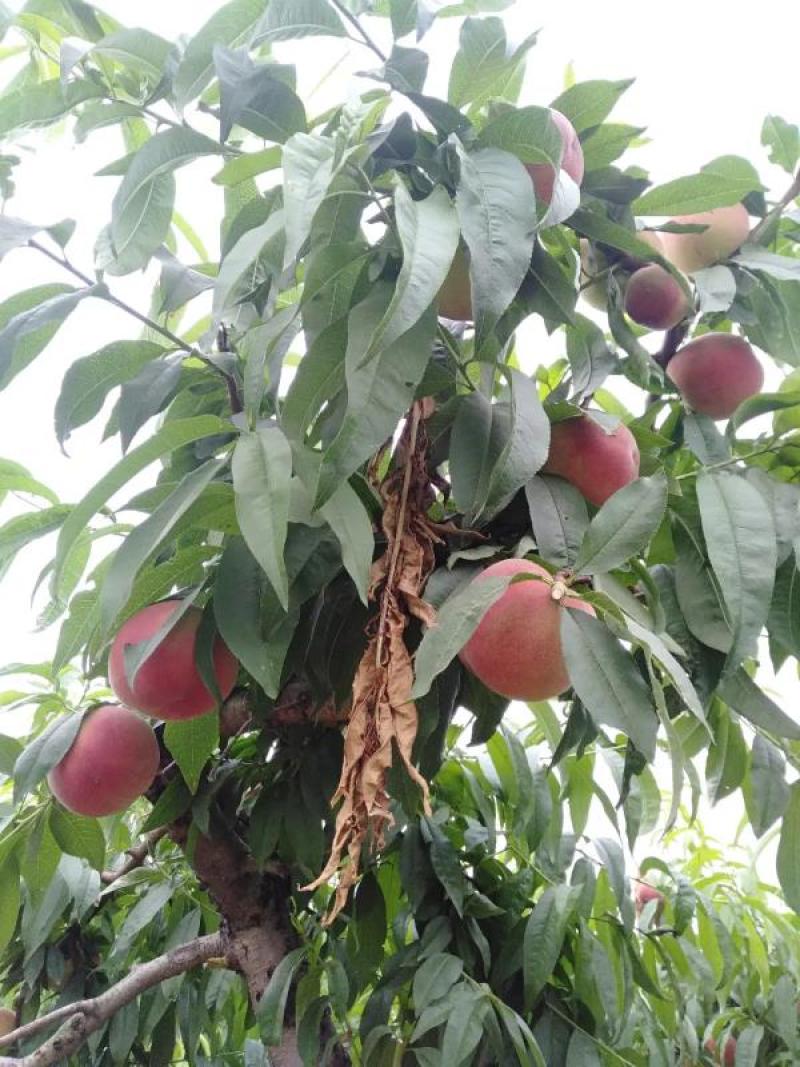 桃树苗血桃树苗自家基地种植保证正品死苗包赔欢迎