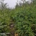 柳杉苗杉树苗多年生大苗荒山造林行道树绿化用苗
