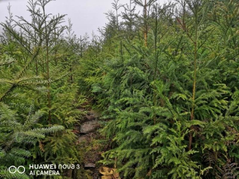柳杉苗杉树苗多年生大苗荒山造林行道树绿化用苗