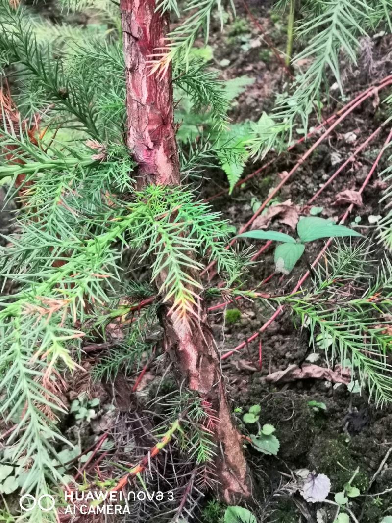 柳杉苗杉树苗多年生大苗荒山造林行道树绿化用苗