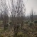 四川成都温江区苗圃基地龙珠碧桃，欢迎选购，质量保证