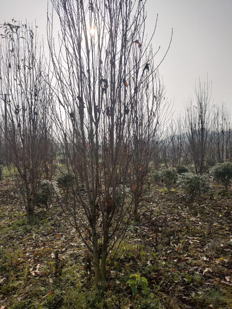 四川成都温江区苗圃基地龙珠碧桃，欢迎选购，质量保证