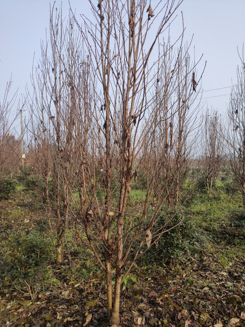 四川成都温江区苗圃基地龙珠碧桃，欢迎选购，质量保证
