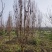 四川成都温江区苗圃基地龙珠碧桃，欢迎选购，质量保证