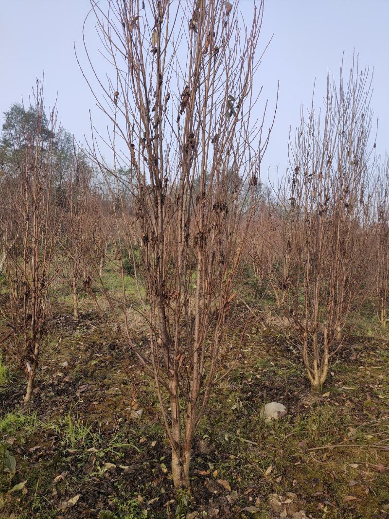 四川成都温江区苗圃基地龙珠碧桃，欢迎选购，质量保证