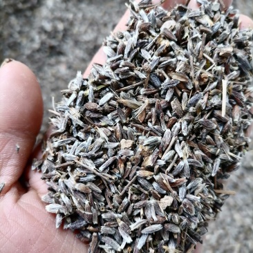 朱砂点苍术籽，苍术种子，产地直销，物美价廉