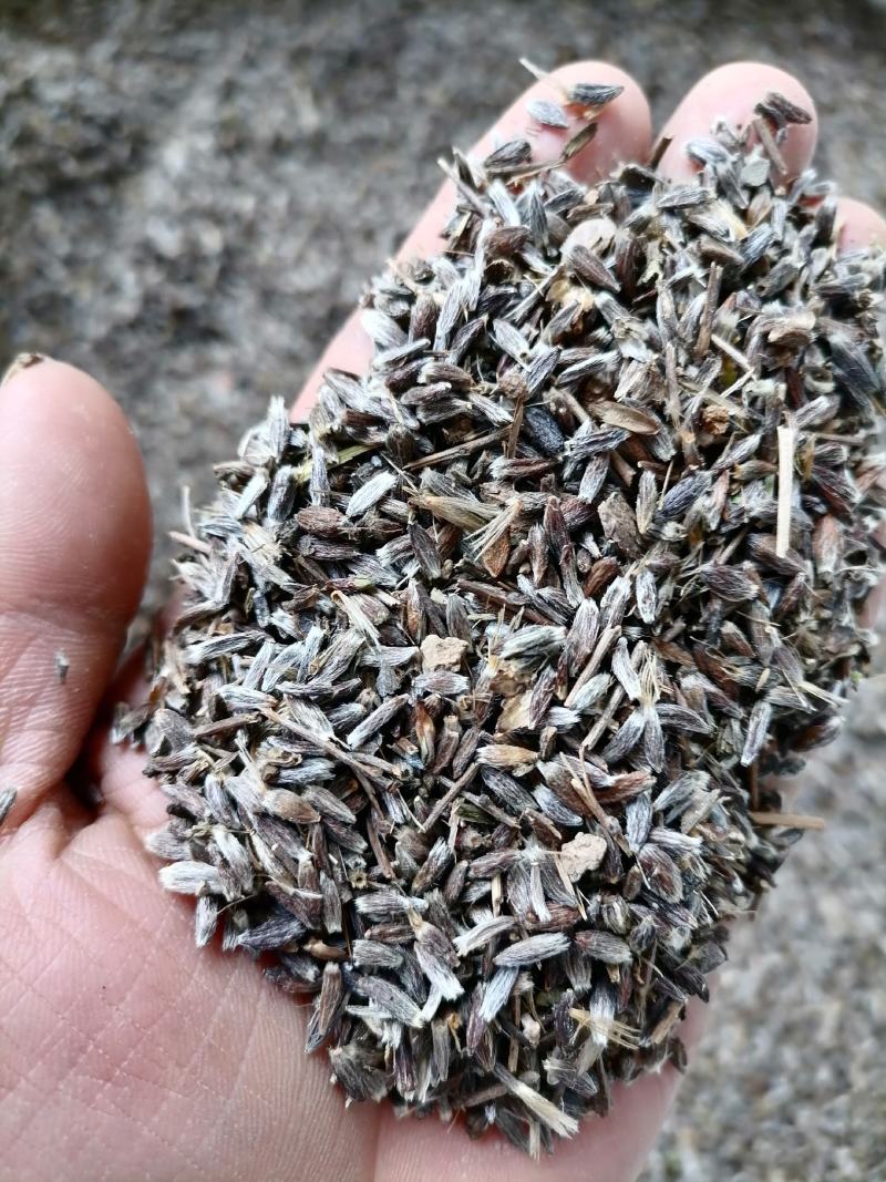 朱砂点苍术籽，苍术种子，产地直销，物美价廉