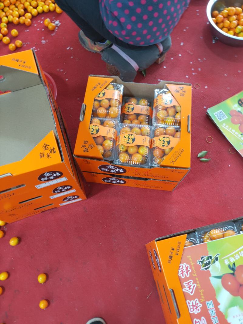 热销热卖阳朔金桔，专业代办，代收，提供场地，