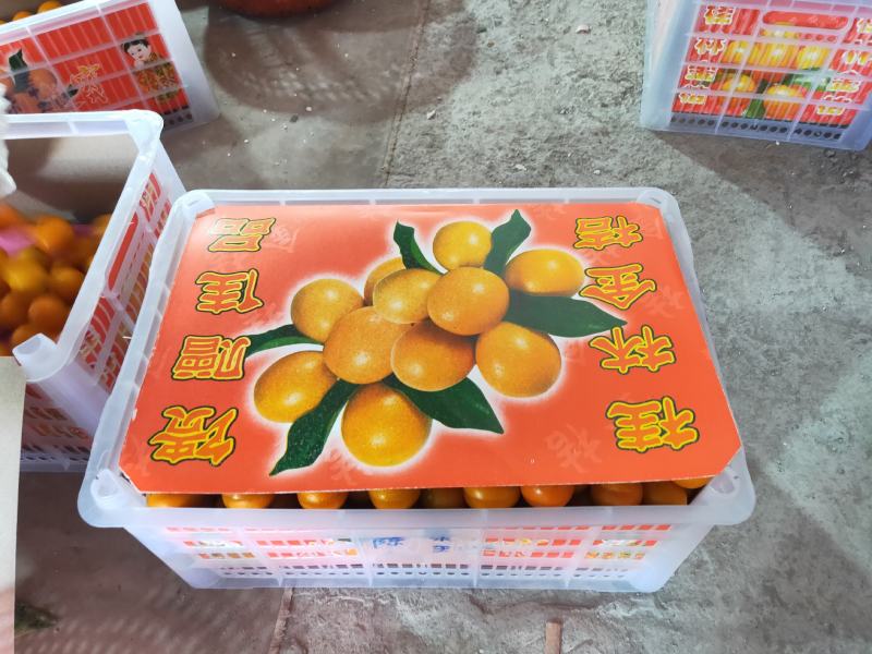 热销热卖阳朔金桔，专业代办，代收，提供场地，