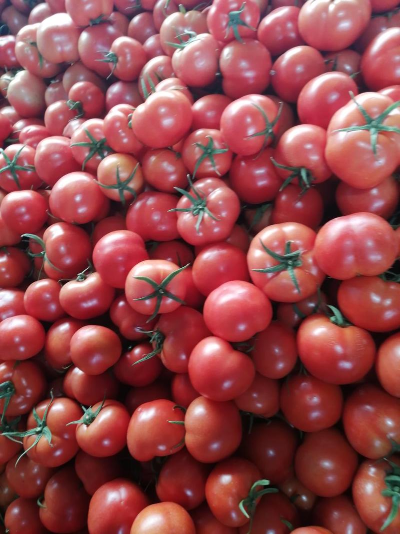 山东西红柿，莒县暖棚西红柿，硬粉西红柿价格，质量好