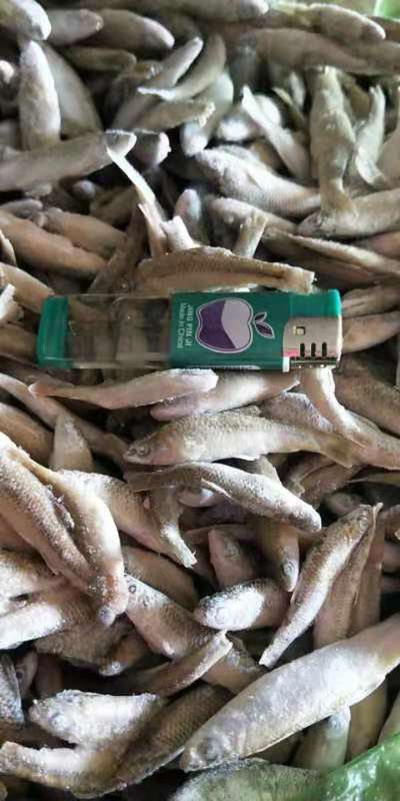 活鱼速冻单冻小麦穗30斤一箱