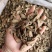 振兴药材批发供应中选牛蒡茶产地直销价牛蒡茶