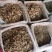 振兴药材批发供应中选牛蒡茶产地直销价牛蒡茶
